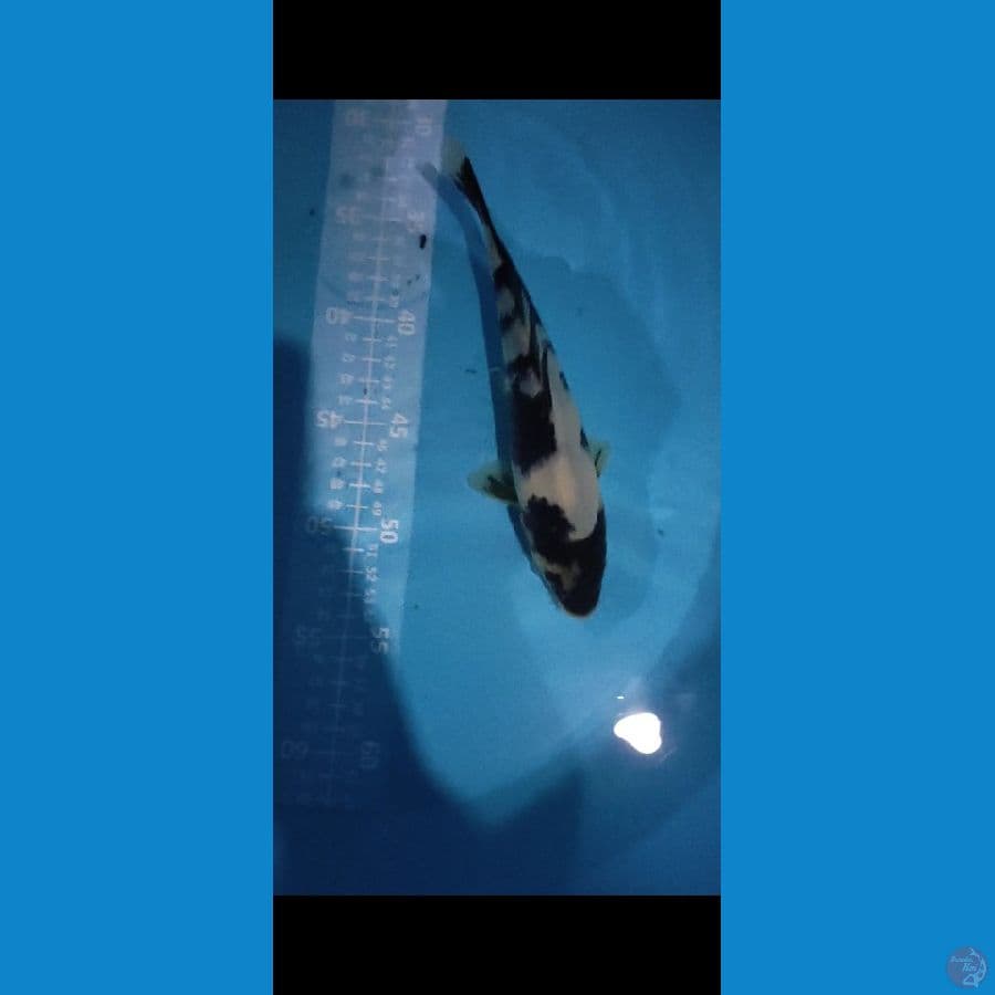 SHIRO 21cm(alus)