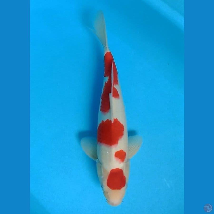 MARUTEN KOHAKU