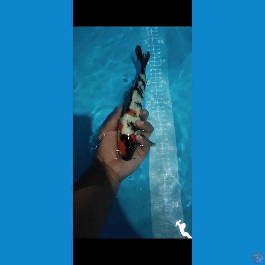 SHOWA 25cm