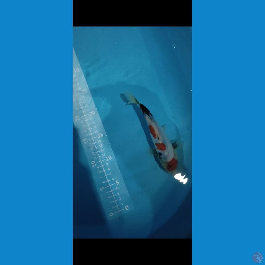 DOITSU SHOWA 20cm