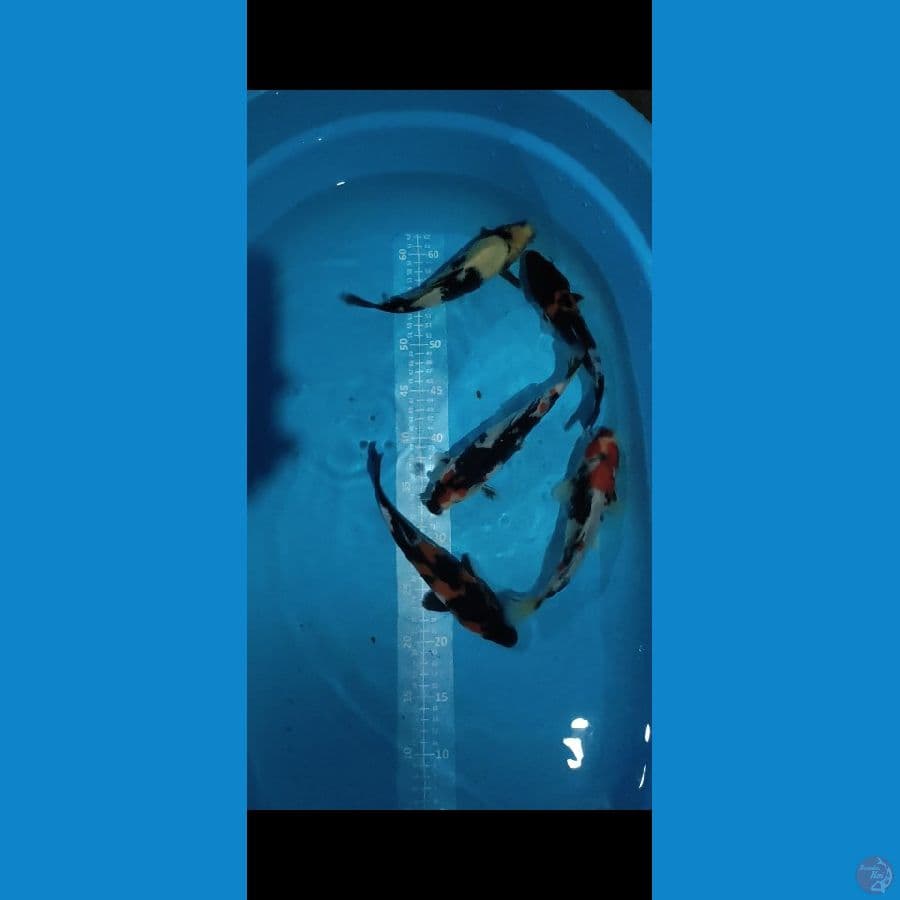 SHIWA SHIRO 5ekor 24-26cm