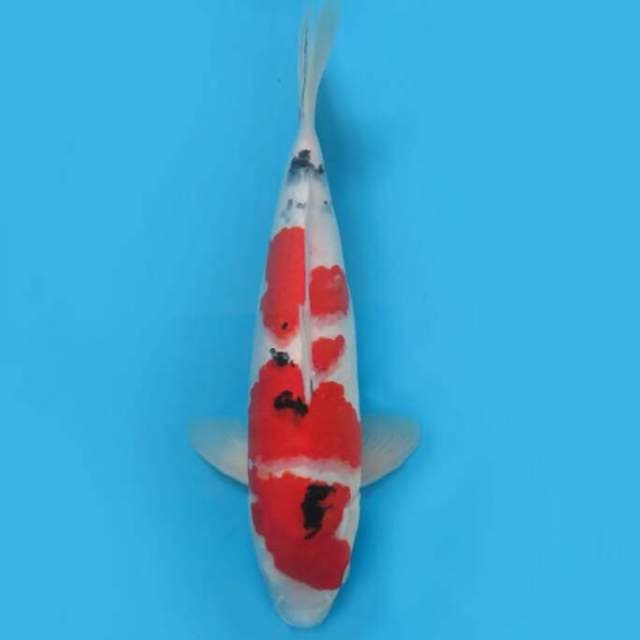 40cm Female Tosai - F1 Original Sanke Calon Jumbo