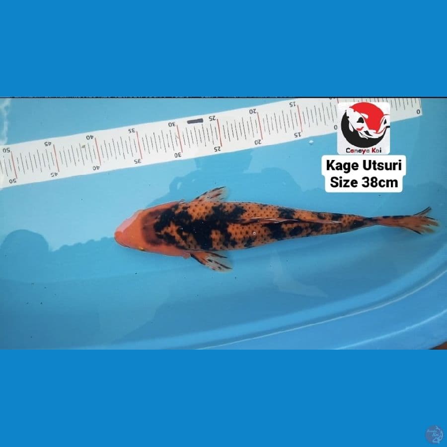 KAGE UTSURI 38CM --- CANAYA KOI FARM