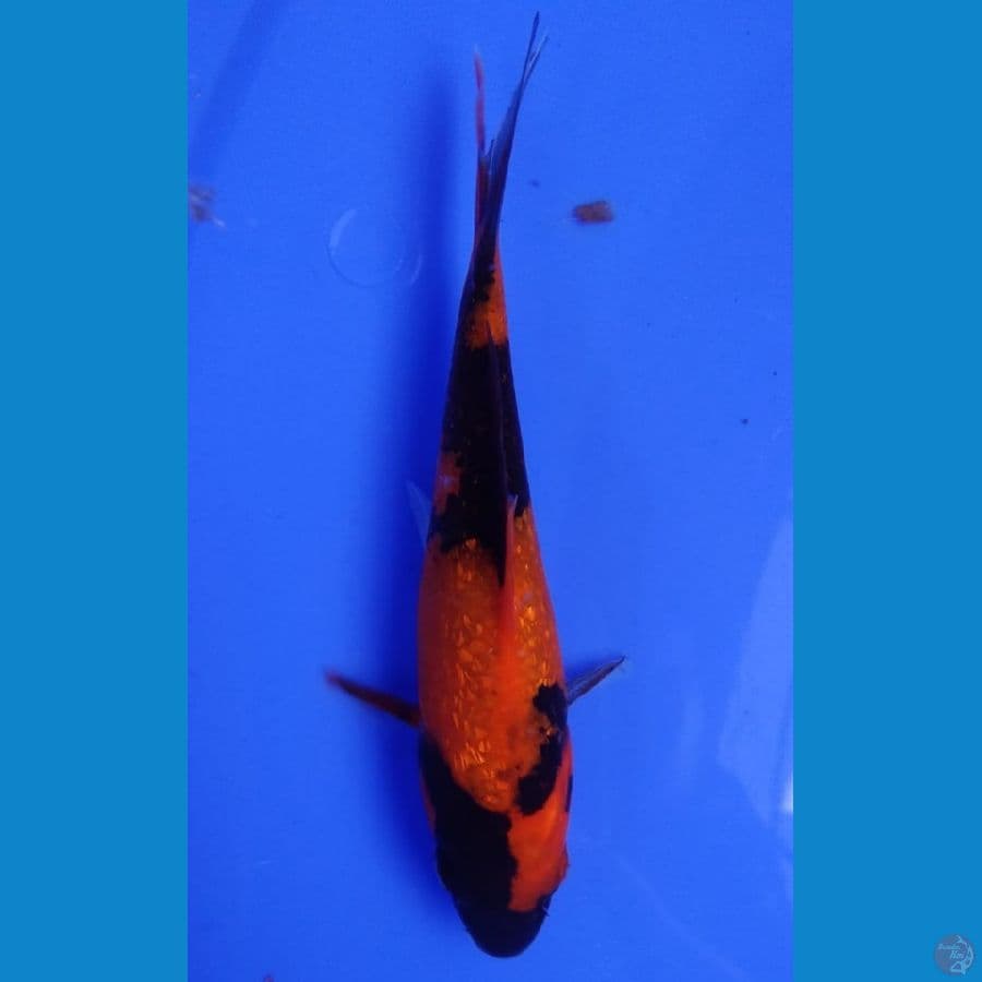 hi utsuri ginrin 14cm
