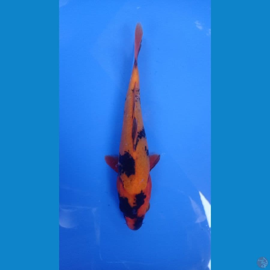 hi utsuri 20cm