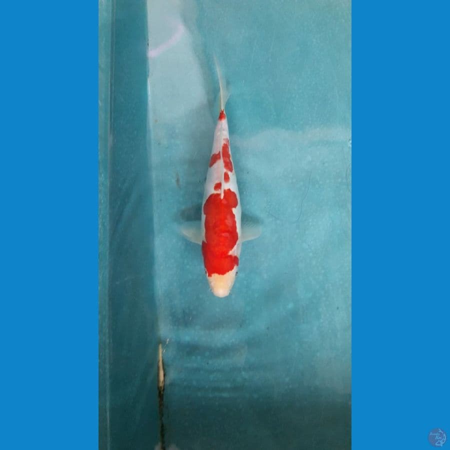 kohaku doitsu