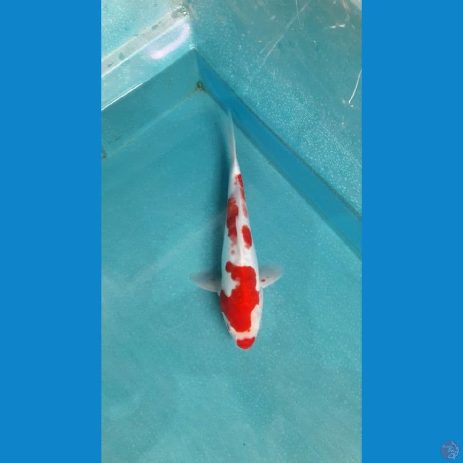 kohaku doitsu merah darah
