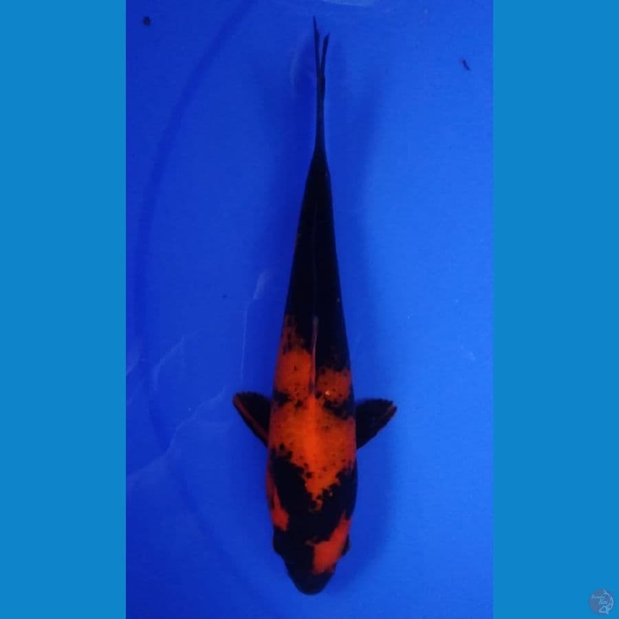 HI UTSURI 23CM