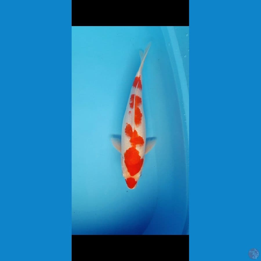 Kohaku