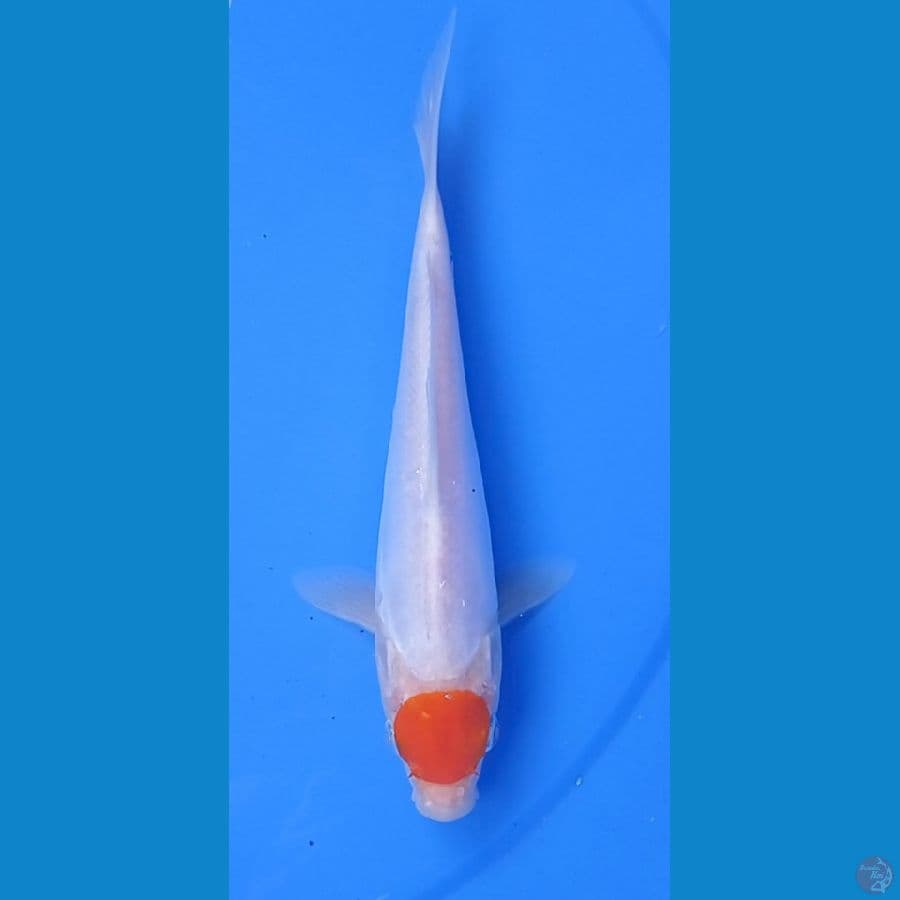 tanco kohaku doitsu 23cm