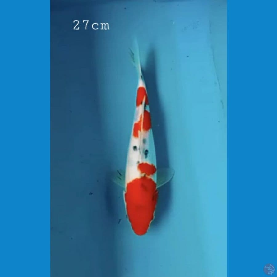 Sanke 27cm