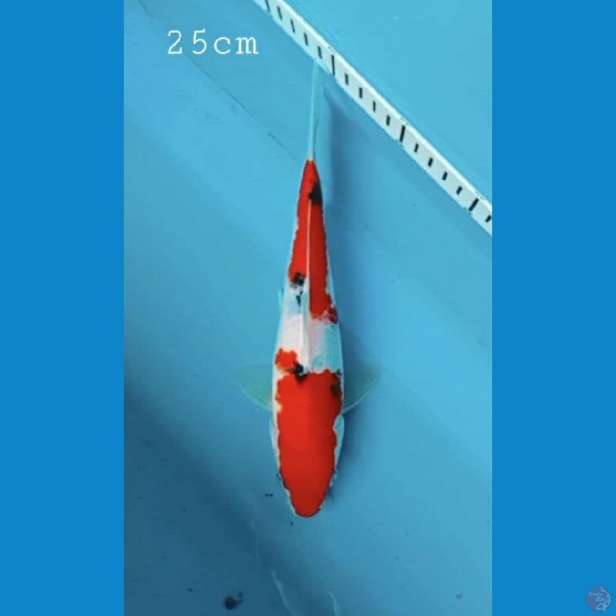 Sanke 25cm