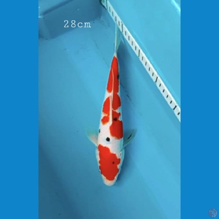 Sanke 28cm