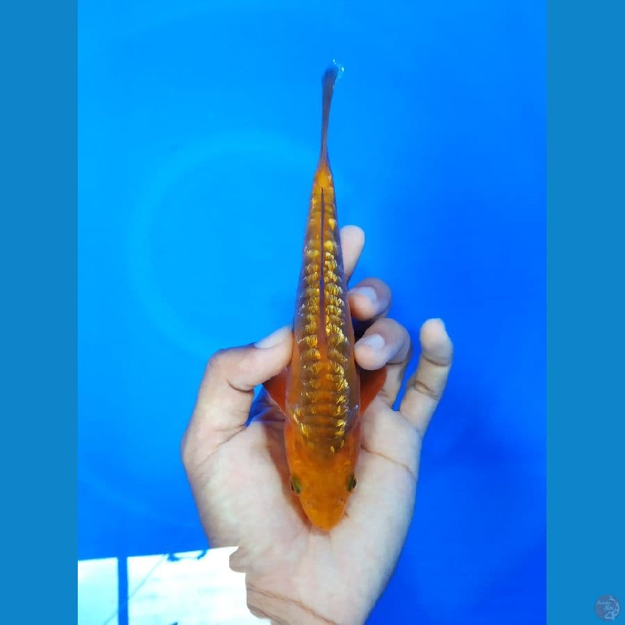Caghoi aragoke ghindrin 19cm