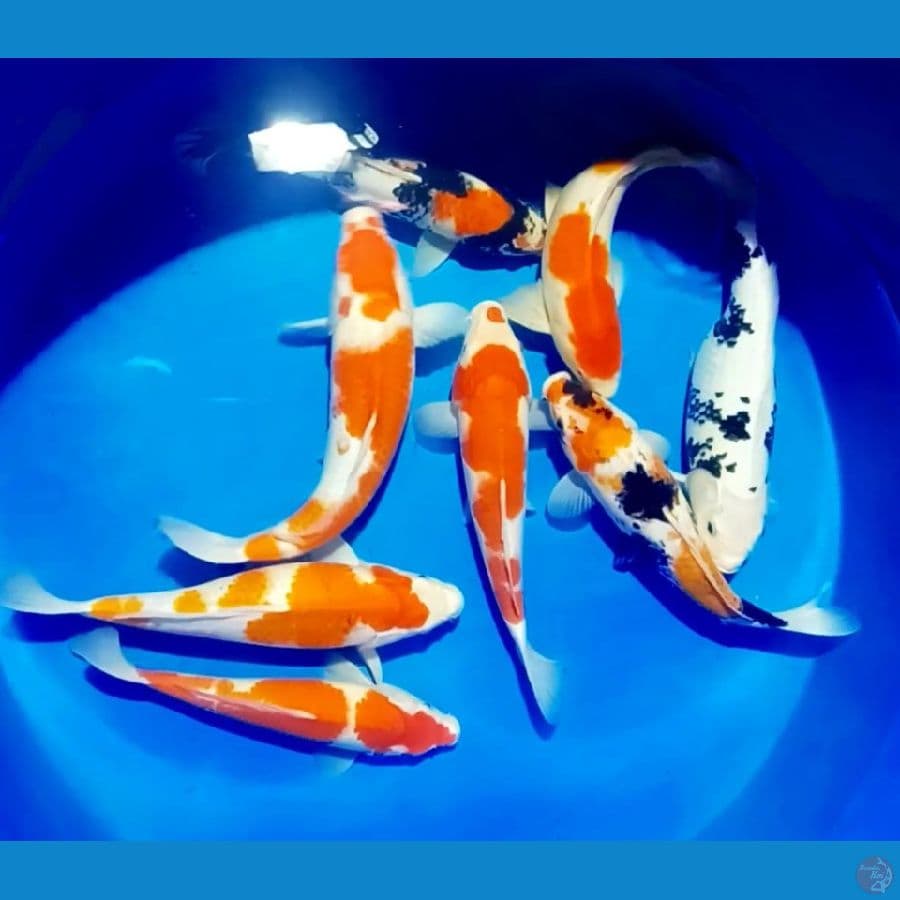 kohaku showa 32 42 cm
