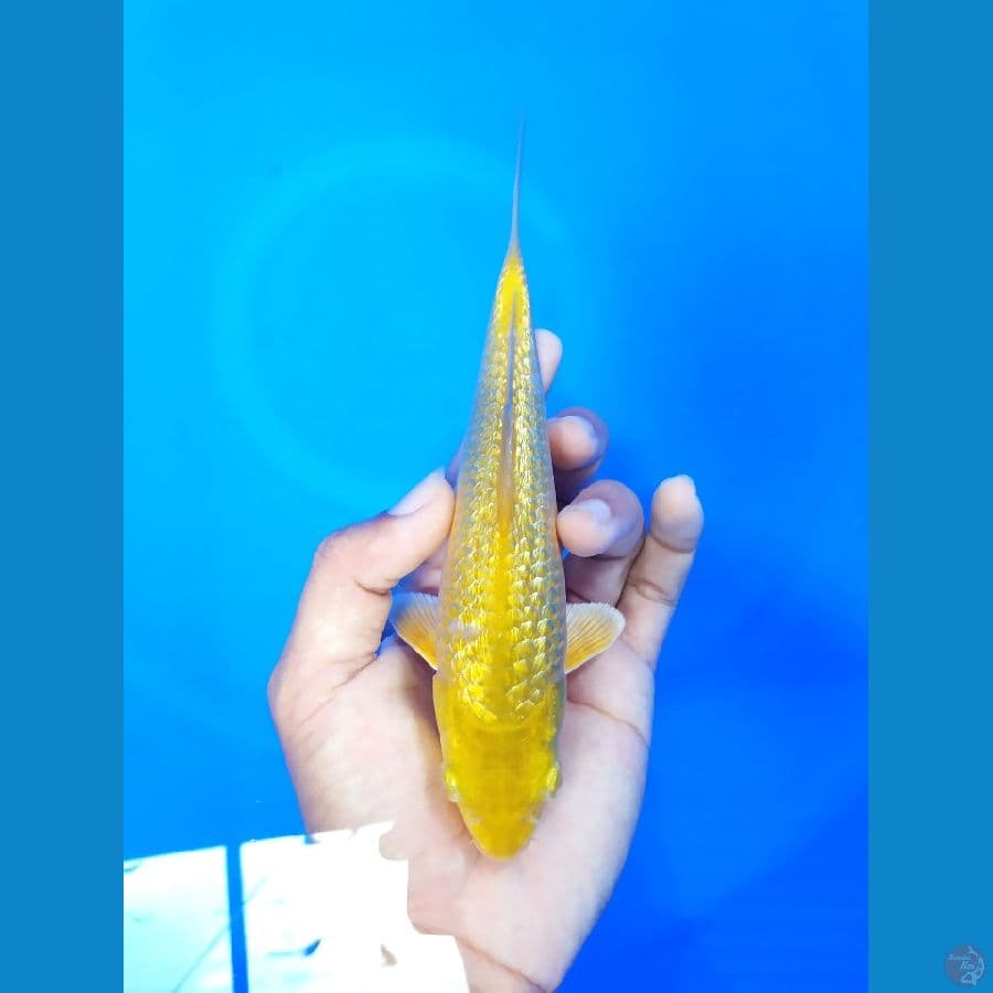 Karashi ghindrin 18cm