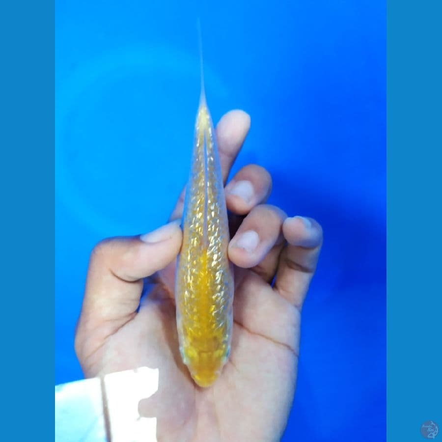 Karashi ghindrin 15cm Mata Merah