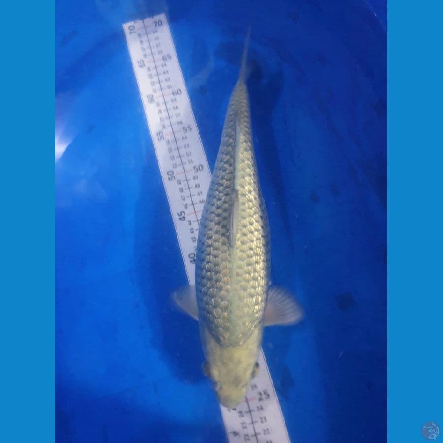 Soragoi Ginrin 40cm