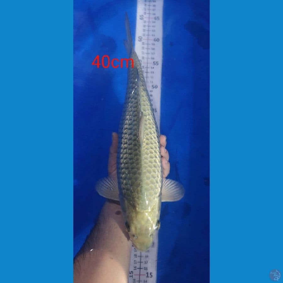 Soragoi Ginrin 40cm