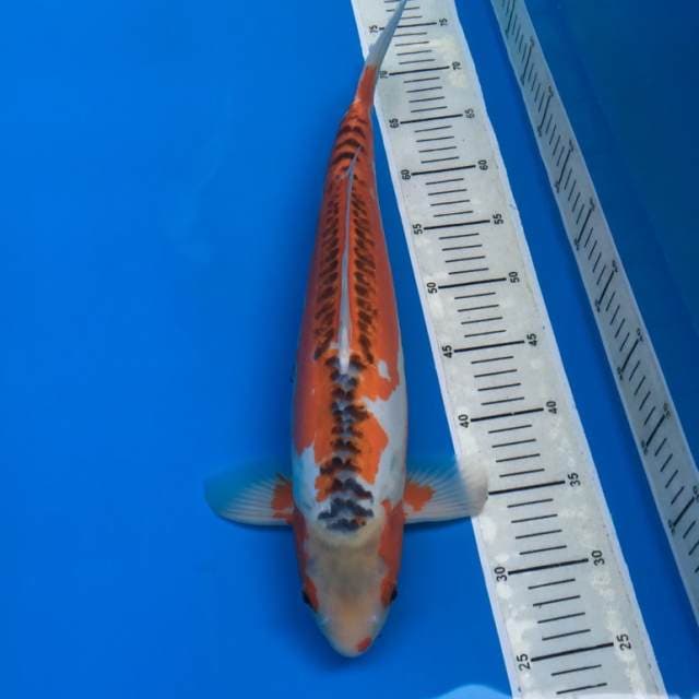 Shuzui konishi serti dealer
