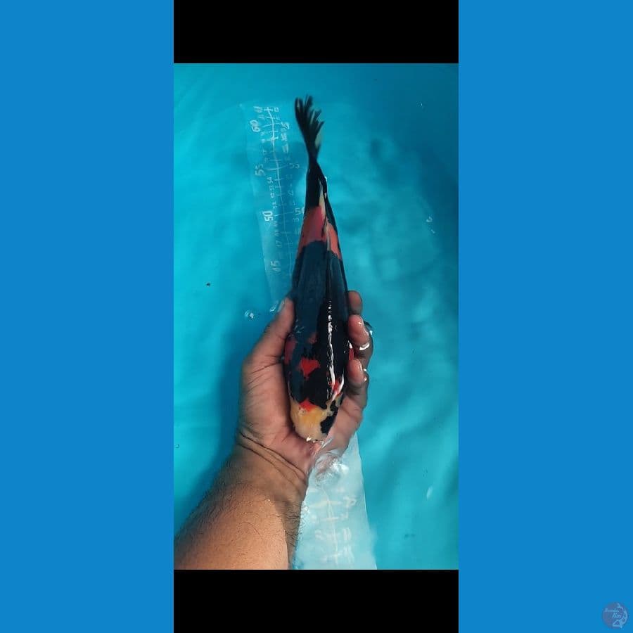 SHOWA UTSURI 28-30cm Hitam Pekat
