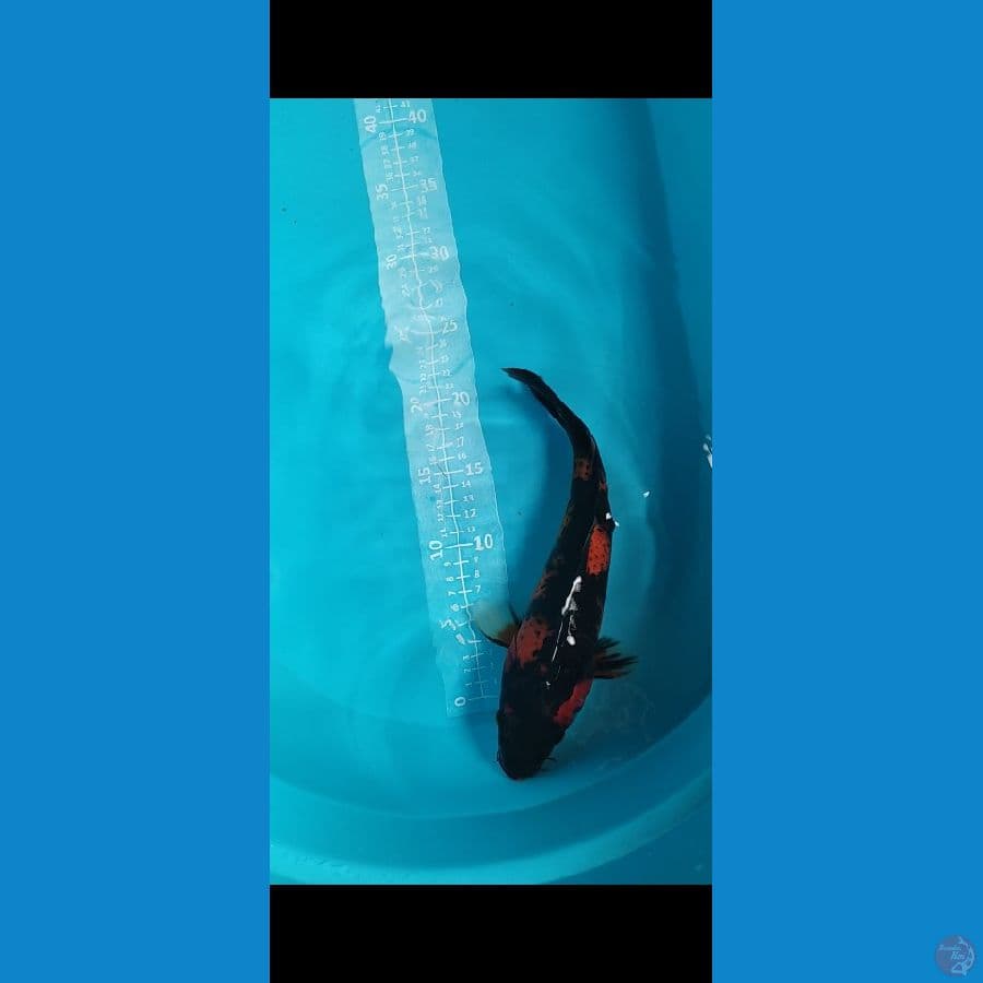 SHOWA UTSURI 28-30cm Hitam Pekat