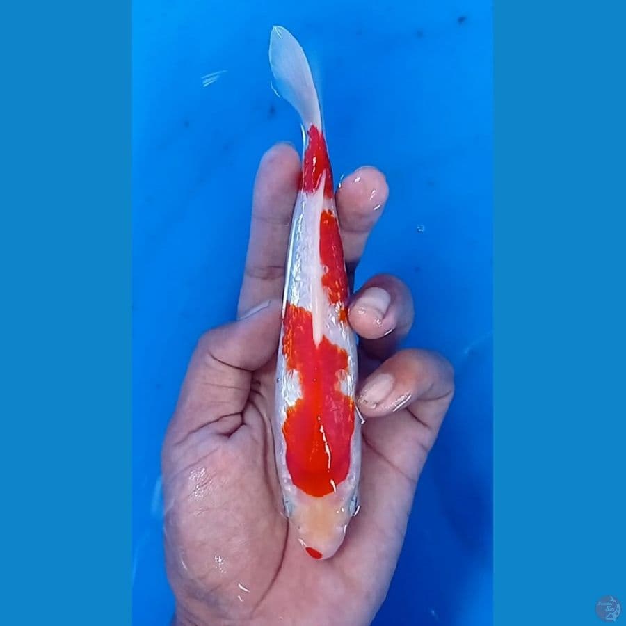 kohaku giNdRin 20 cm