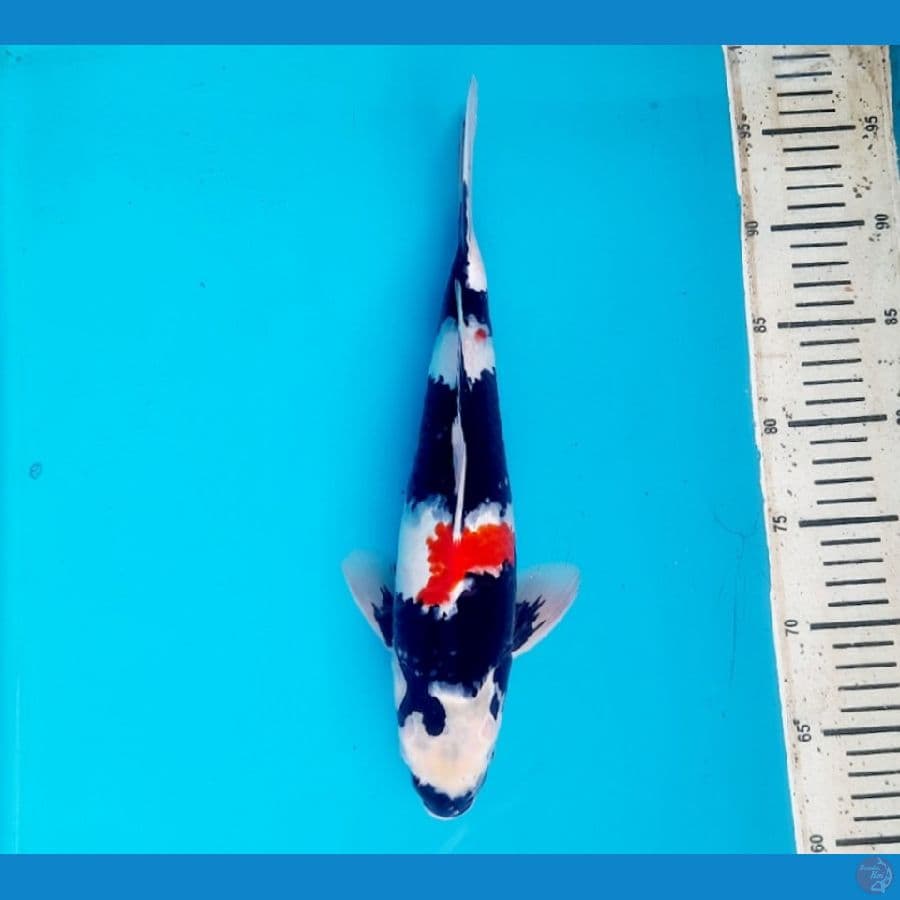 Showa 34cm female