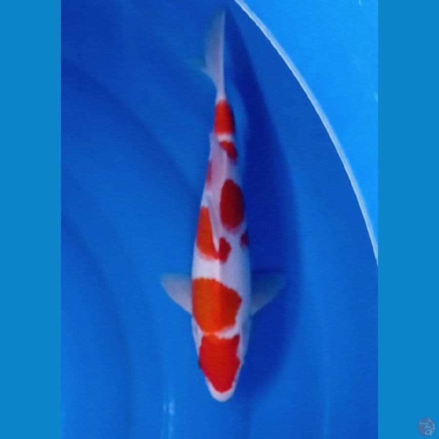 khohaku 30 cm male
