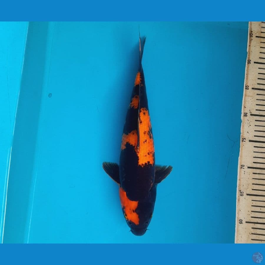 Hiu 35cm female