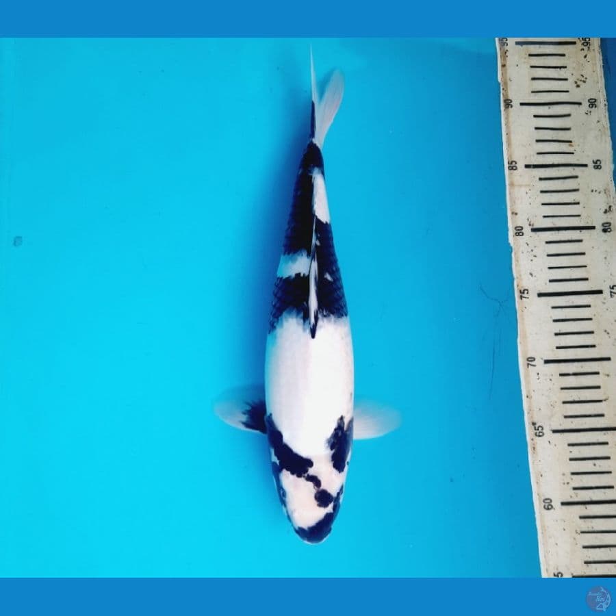 Shiro 34cm female