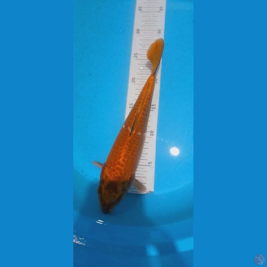 mukasi gold