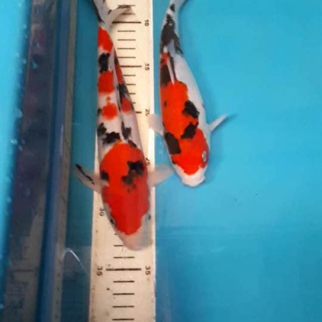 SANKE 22 & 27 CM