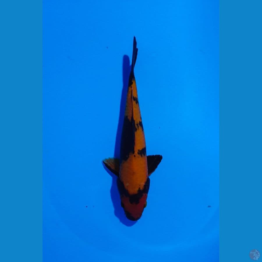 hi utsuri merah strong 32cm