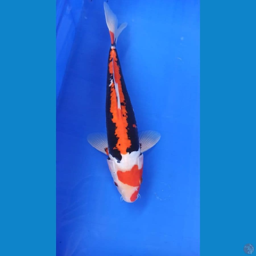 benikimonryu 32 cm