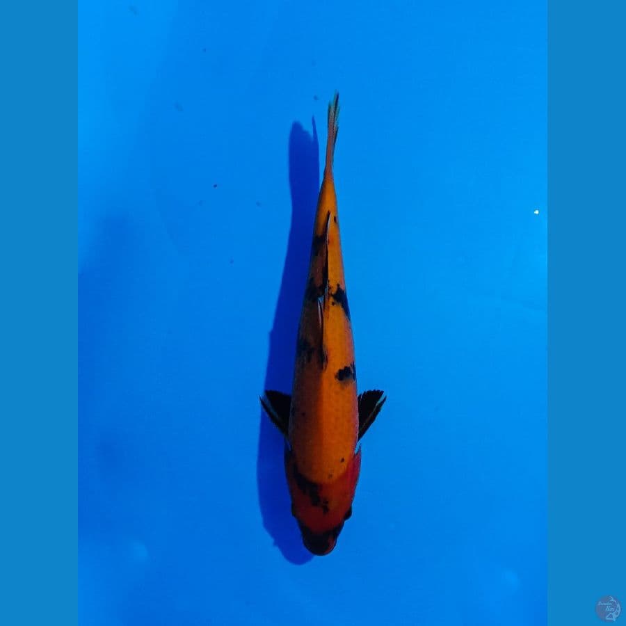 hi utsuri 35cm