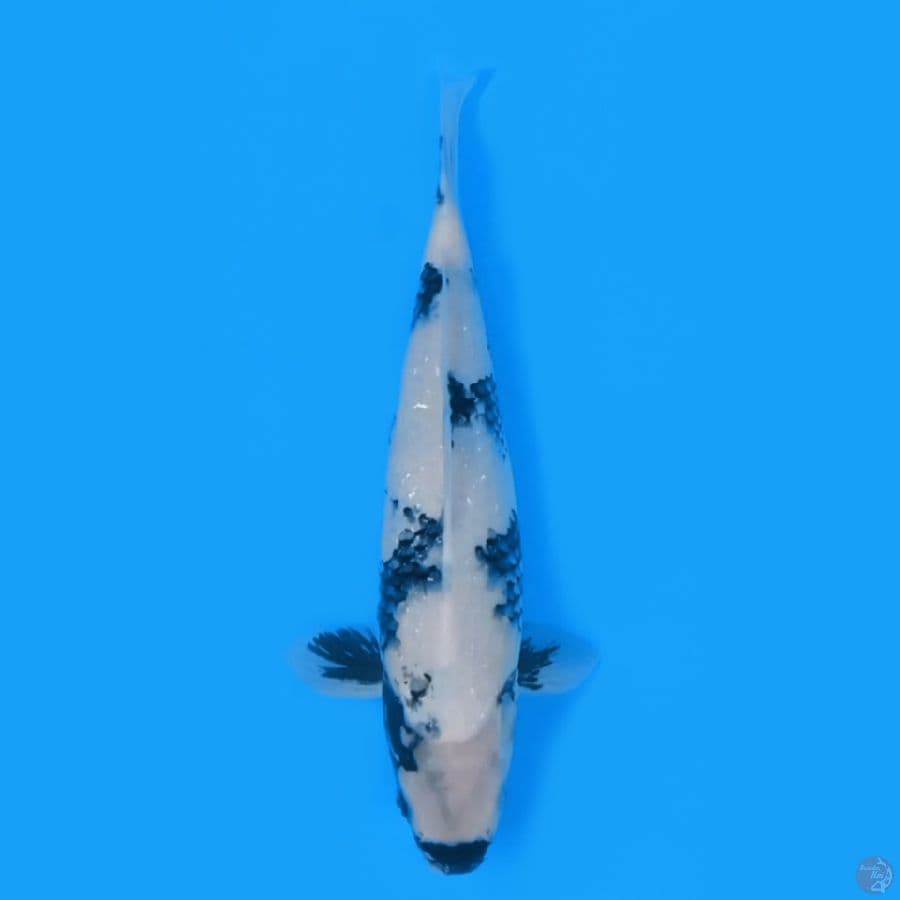 SHIRO UTSURI 35cm FEEMALE