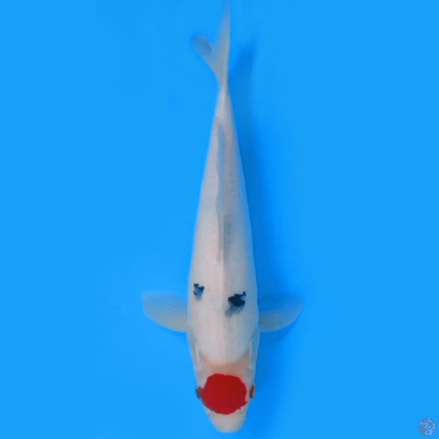 TANCO SANKE TATEGOI 35cm FEEMALE