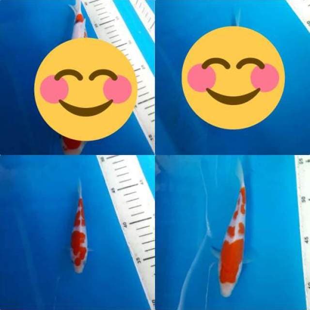 KOHAKU 13 & 16 CM SQ