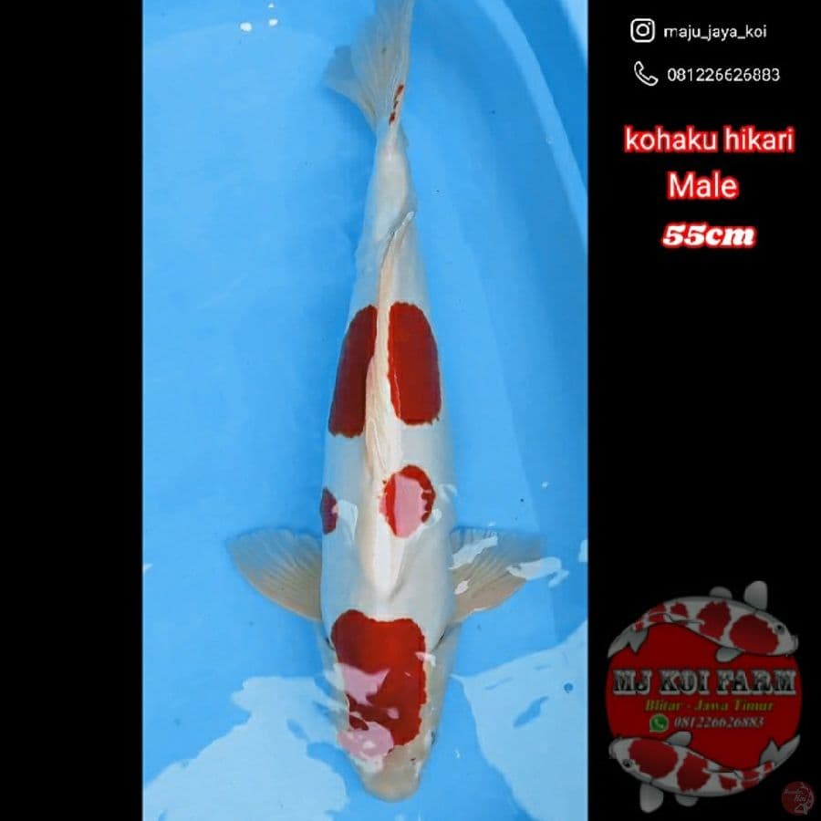 kohaku doit hikari (kikusui) Male 55cm