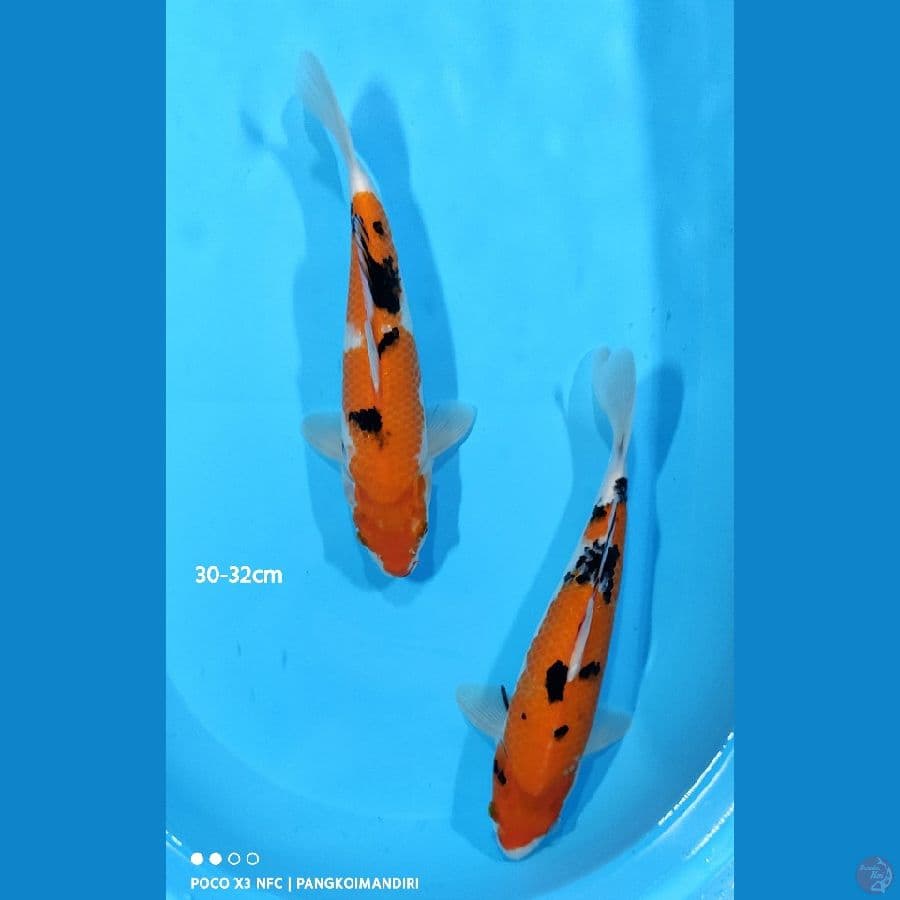 Sanke / 30 - 32 cm