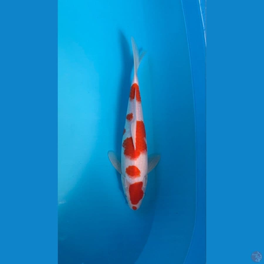 MARUTEN KOHAKU KUCIBENI ORIGINAL 30bu