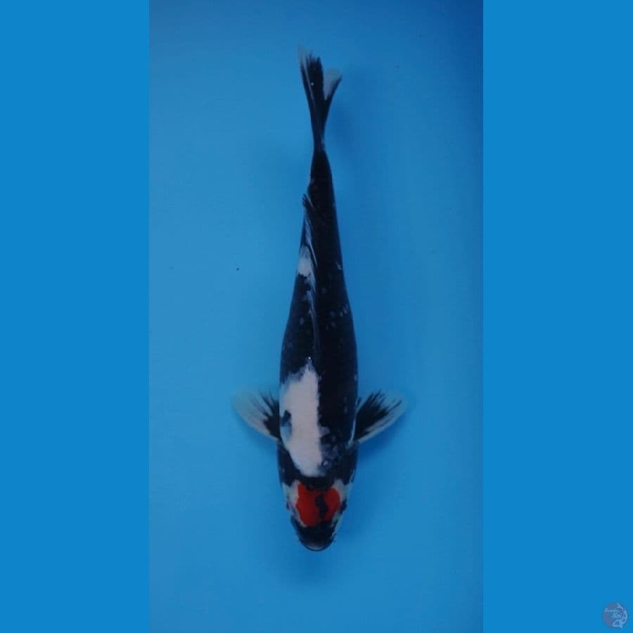TANCHO SHOWA ORIGINAL 30CM