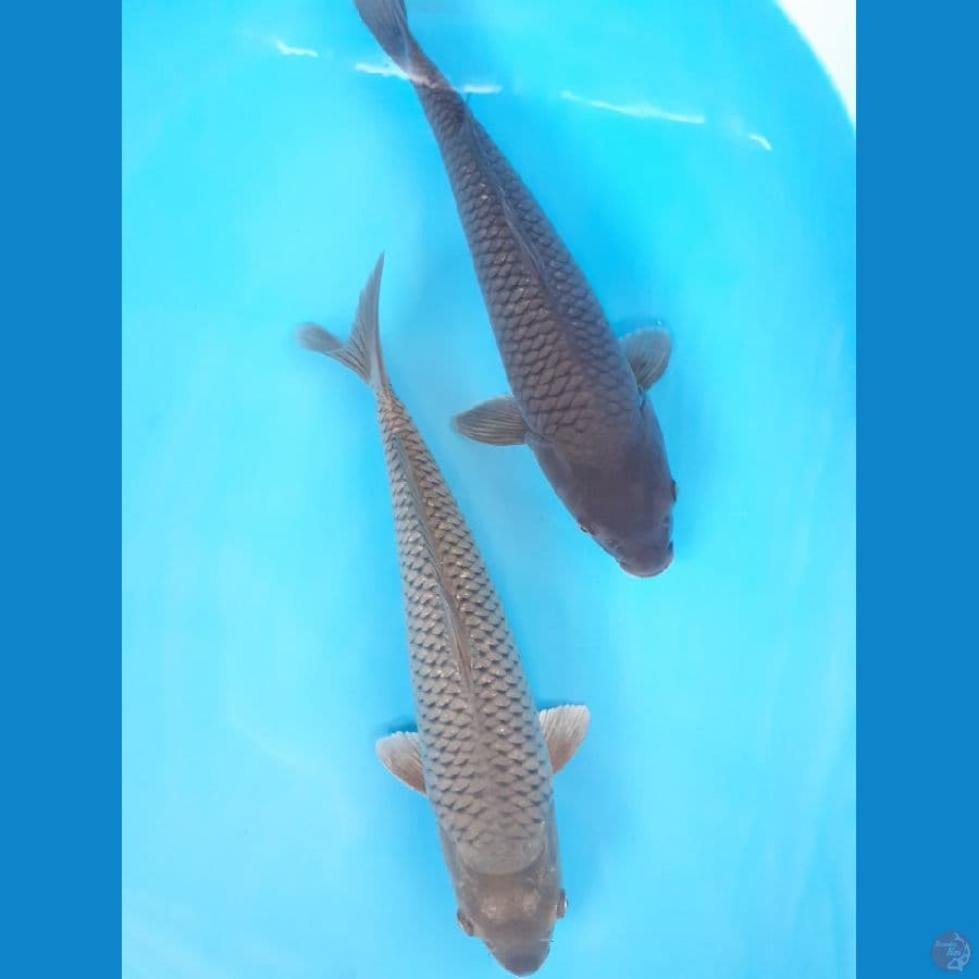 37-39 cm cantik