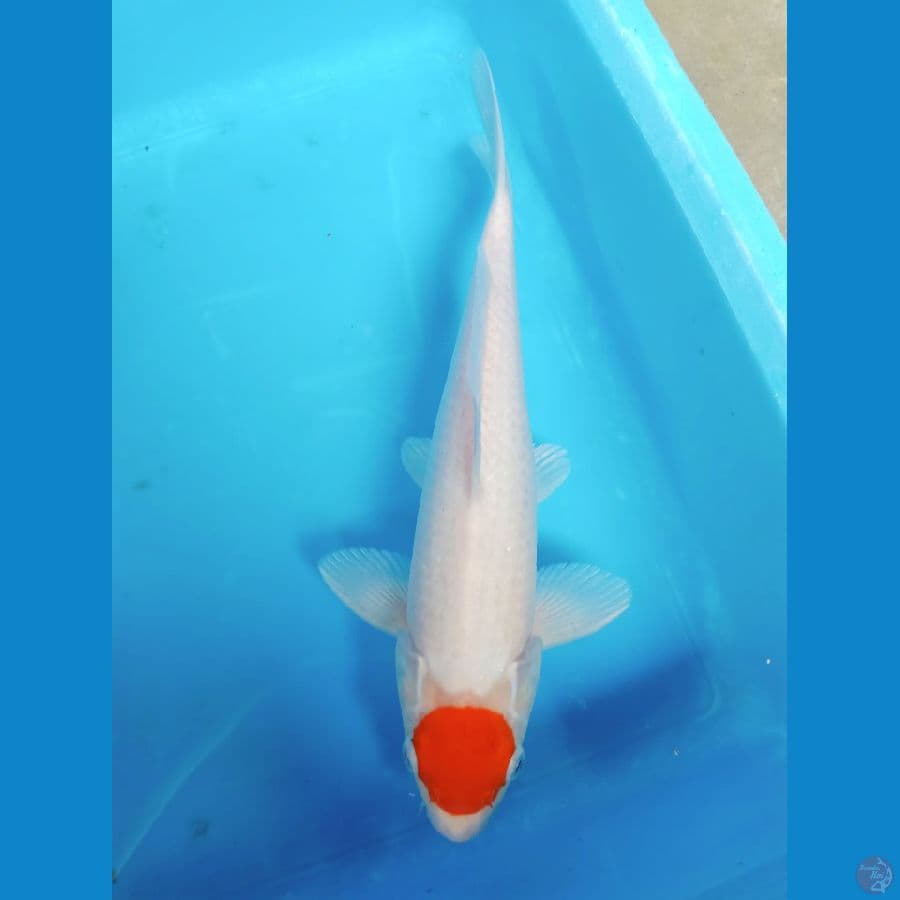 Tanco Kohaku 32CM