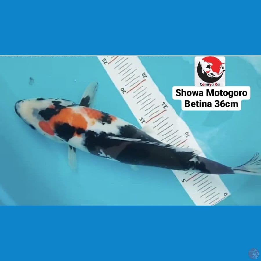 SHOWA MOTOGORO 36CM --- CANAYA KOI FARM