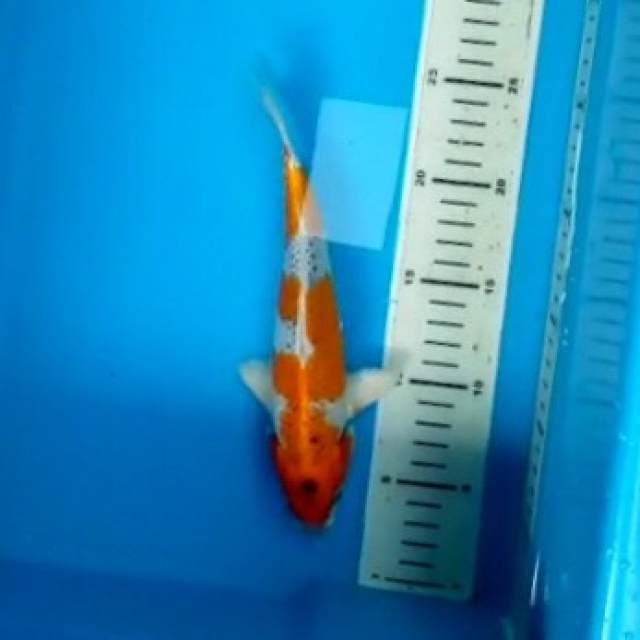 Kujaku 26 cm