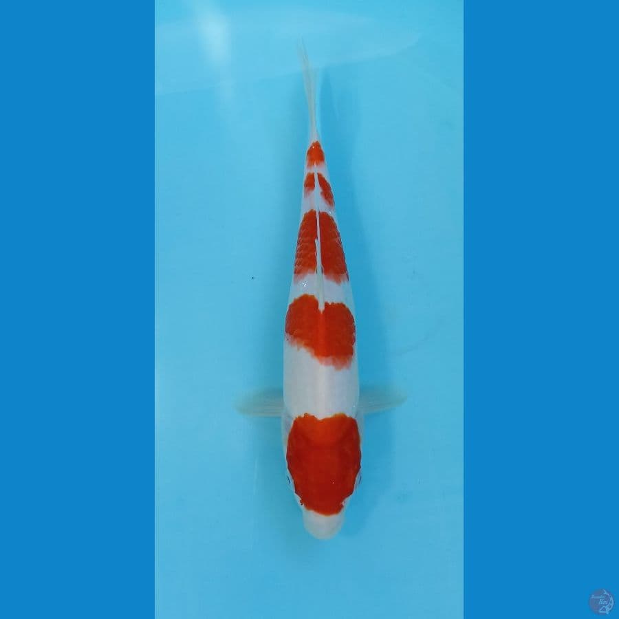 kohaku 25cm