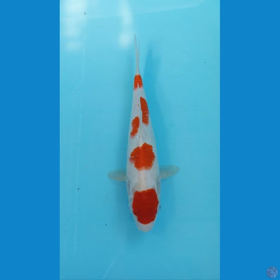 kohaku 25cm