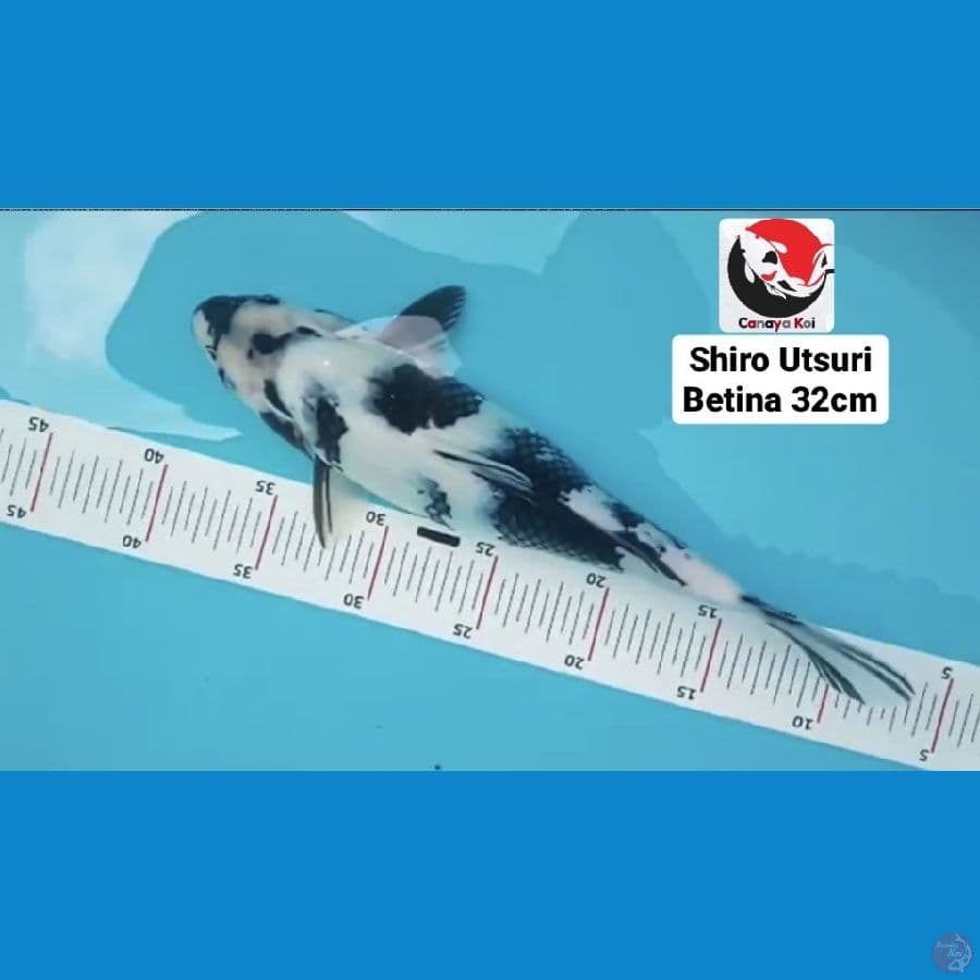 SHIRO UTSURI 32CM --- CANAYA KOI FARM